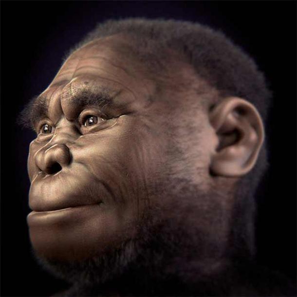Gesichtsrekonstruktion des LB-1-Individuums von Homo floresiensis.