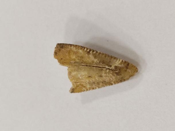 Gezackter Reißzahn eines Säbelzahntigers (Homotherium), gefunden in Orozmani in Georgien. 