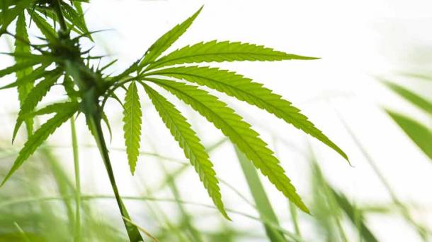 Hanf war wahrscheinlich die erste Stufe der Domestizierung von Cannabis als Nahrungsquelle und zur Herstellung von Seilen.
