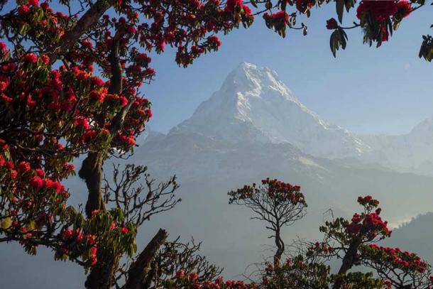 Himalaya-Gebirge während der Blütezeit der Rhododendren, der wichtigsten Blume für die Herstellung von Mad Honey.