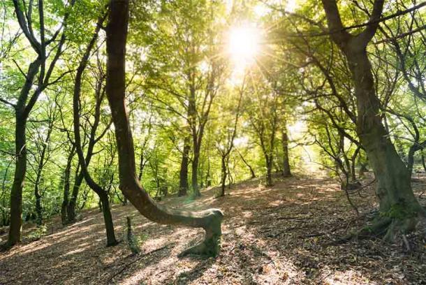 Könnte es eine ganz normale und alltägliche Erklärung für die seltsamen Aktivitäten und Legenden geben, mit denen der Hoia-Wald in Rumänien in Verbindung gebracht wird?