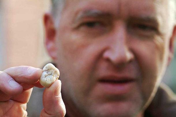 Holotype (Molar) von Giganthopithecus blacki, im Hintergrund Prof. Friedemann Schrenk, Senckenberg-Institut, Frankfurt am Main.