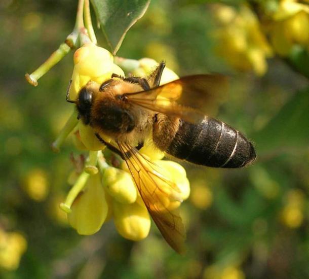 Apis laboriosa, die Honigbiene aus dem Himalaya, ist für die Herstellung von Mad Honey bekannt.