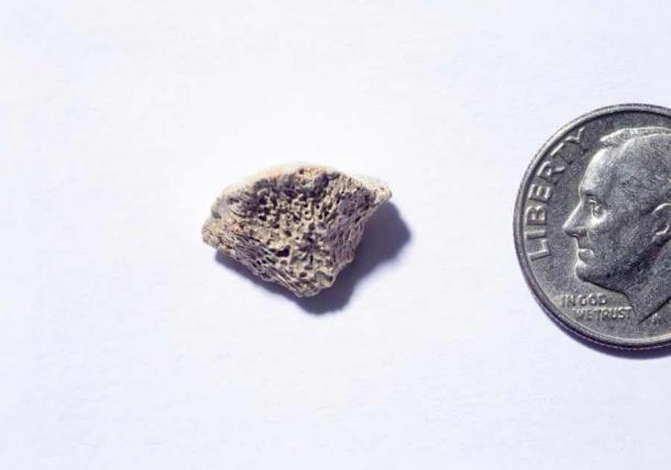 Dieses Hundeknochenfragment, das im Südosten Alaskas gefunden wurde, gehört zu einem Hund, der vor etwa 10.150 Jahren lebte, wie eine Untersuchung ergeben hat. Die Wissenschaftler gehen davon aus, dass die Überreste, ein Stück eines Oberschenkelknochens, einen Einblick auf die Beantwortung der Frage geben, wann Hunde und Menschen zum ersten Mal Amerika betraten und welchen Weg sie nahmen, um dorthin zu gelangen.