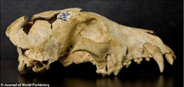 Die neue Studie, die im Journal of World Prehistory veröffentlicht wurde, behauptet, dass die untersuchten 3.000 Jahre alten Hunde eine Ernährung erhielten, die hauptsächlich aus Getreidekörnern wie Hirse bestand. Diese Hundeüberreste wurden in Can Roqueta bei Barcelona ausgegraben.