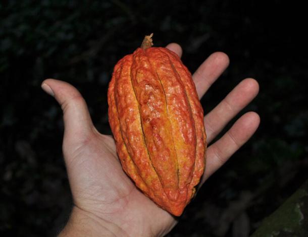 Eine Kakaoschote, gepflückt von einem Baum, der in der Höhle „Dzadz Ion“ bei Coba, Yucatan, Mexiko, wächst.