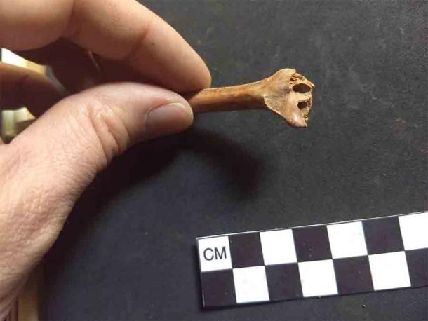 Einer der Kaninchenknochen, die in der mexikanischen Höhle gefunden wurden und der für die Studie kohlenstoffdatiert wurde. Diese Studie stellt bestehende Theorien über die Ankunft der „First Americans“ im Wesentlichen in Frage und deutet auf eine Ankunft auf dem Seeweg lange vor der Überquerung der Landbrücke über die Beringstraße hin.