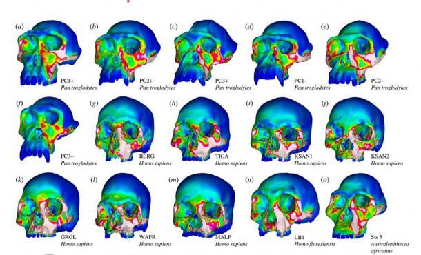 Karten der Stammesverteilung bei Simulationen des Gebisses von Schimpansen (a bis f) und einer Stichprobe von modernen Menschen und ausgestorbenen Arten.