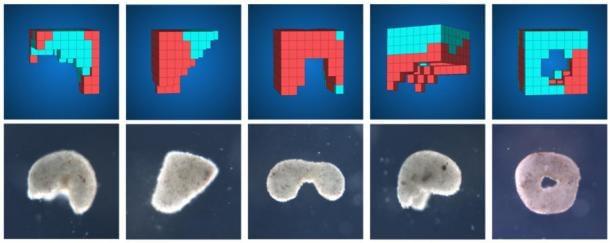 KI-Methoden entwerfen automatisch verschiedene Kandidaten für lebende Roboter in Simulationen (obere Reihe), um eine gewünschte Funktion auszuführen. Anschließend werden mithilfe eines zellbasierten Konstruktionsbaukastens übertragbare Designs erstellt, um lebende Systeme (untere Reihe) mit den vorhergesagten Verhaltensweisen zu schaffen.