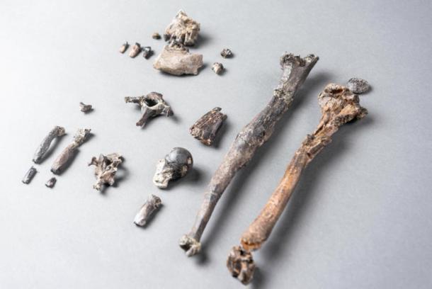 Die 21 Knochen des vollständigsten Teilskeletts eines männlichen Danuvius