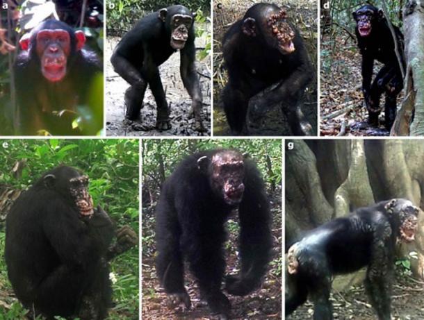 Krankheitsverlauf der Lepra bei Schimpansen im Cantanhez-Nationalpark, Guinea-Bissau.