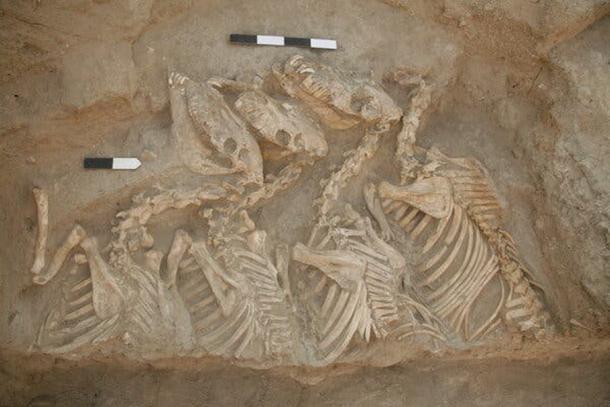 Hybridtiere, bekannt als „Kungas“, gefunden in der Fundstätte Umm el-Marra, Syrien