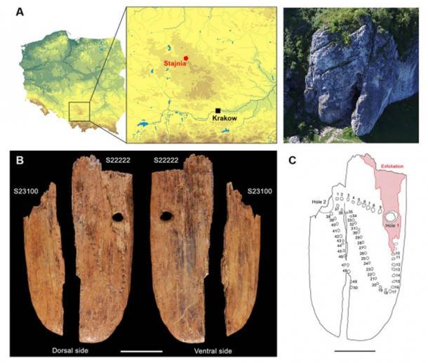 Der Mammut-Elfenbeinanhänger von Stajnia und die Lage des Fundortes in Polen. (A) Lage der Fundstelle in Südpolen (CC BY-SA 4.0) und Luftbild der Stajnia-Höhle; (B) Dorsal- und Ventralansicht des Anhängers (S23100, S22222). Der Maßstab ist 1 cm. (C) Schematische Darstellung des Anhängers (Dorsalansicht). Die Zahlen 1 bis 50 bezeichnen eindeutig identifizierbare Einstiche; gestrichelte Linien zeigen mögliche Einstiche an. Die rote Schraffur kennzeichnet den Bereich der Abblätterung. Der Maßstab ist 1 cm.