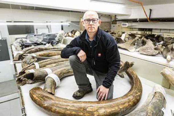 Matthew Wooller, Direktor der Alaska Stable Isotope Facility, kniet inmitten einer Sammlung von Stoßzähnen des Wollmammuts im University of Alaska Museum of the North.