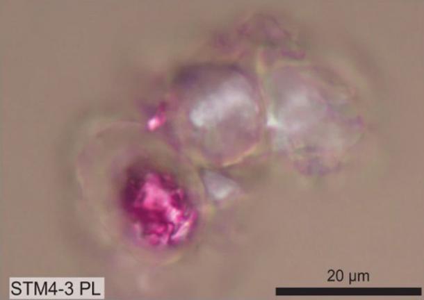 Eine mikroskopische Aufnahme der Caudipteryx-Zellen, darunter eine mit violett gefärbtem Zellkern.