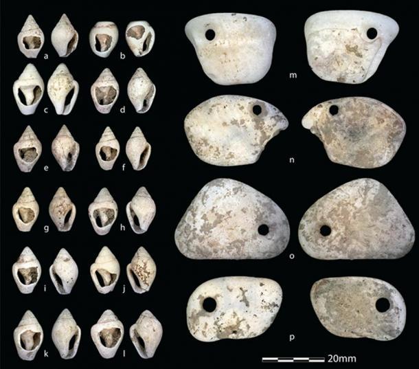 Muschelornamente, die in der Nähe der Überreste des mesolithischen Mädchens gefunden wurden. Beispiele für Muschelperlen aus Columbella rustica (a-l) und durchbohrte Anhänger aus Glycmeris sp. (m-p).