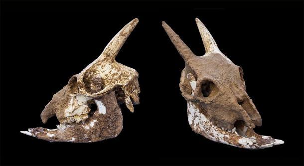 Zusammen mit den Amphoren wurden auch Überreste von Myotragus in der Höhle gefunden. 