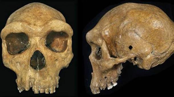 Eine Nachbildung des prähistorischen Broken Hill oder Kabwe-Schädels aus dem Museum in Livingstone, Sambia, mit dem offensichtlichen Einschussloch auf der linken Seite.