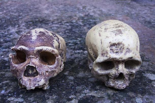 Ein Neandertaler-Schädel (links) neben einem Homo sapiens-Schädel. Obwohl die Schädel sehr unterschiedlich sind, stellt sich heraus, dass das Genom des modernen Menschen zu fast 40 % auf Kreuzungen und Mutationen mit dem Neandertaler zurückzuführen ist.