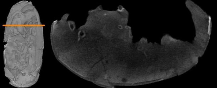 Neutronentomogramm als Querschnitt durch "Ei 3", gescannt an der ANTARES-Anlage. Verschiedene Knochen sind als runde, hellere Strukturen zu erkennen, darunter Teile des Beckens. Links ist ein 3D-Modell der Oberfläche von "Ei 3" zu sehen. (Bild: © Scan erstellt von Burkhard Schillinger/MLZ/ Universität Bonn )