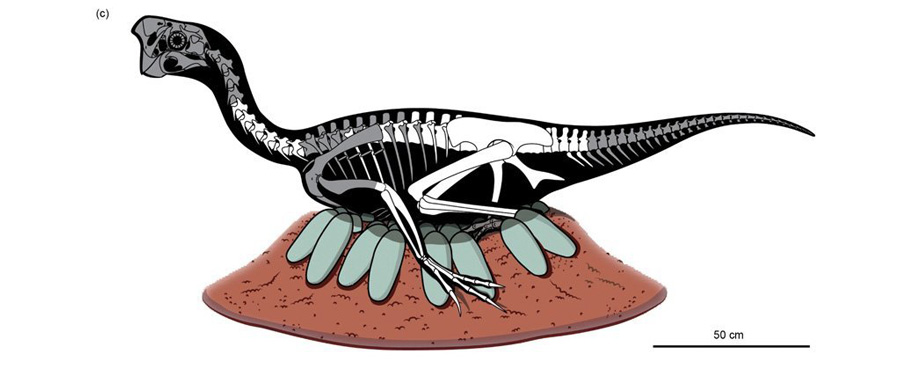 Das Teilskelett des Oviraptorosauriers wurde in einem Nest mit mindestens 24 versteinerten Eiern gefunden.