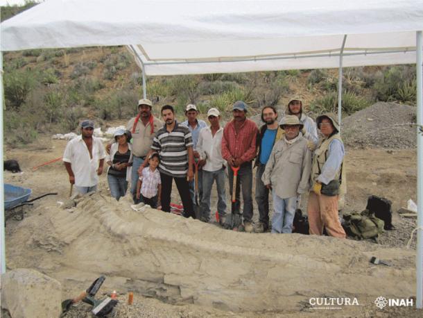 Paläontologen des INAH und der UNAM haben den Schwanz des neuen Dinosauriers im Jahr 2013 in Mexiko ausgegraben.