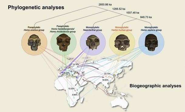 Hier stellt die phylogenetische Analyse den Schädel in den Kontext der menschlichen Entwicklung. 