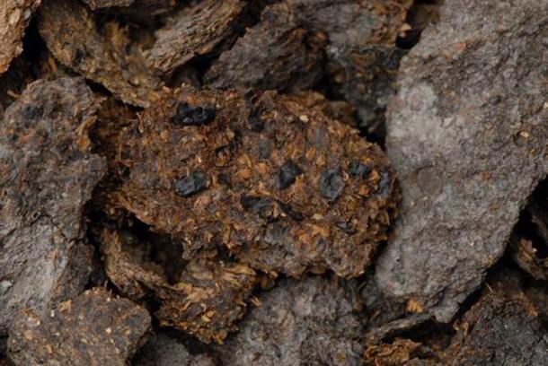 Eine Probe von 2.600 Jahre alten menschlichen Exkrementen aus den Eisenzeitsalzminen von Hallstatt. Die Überreste von Bohnen, Hirse und Gerstenkörnern sind mit bloßem Auge zu erkennen.