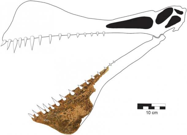 Rekonstruktion des Schädels von Thapunngaka shawi, dem größten australischen Flugsaurier aller Zeiten, anhand des von Len Shaw gefundenen fossilen Originalfragments. Die kräftigen und breiten Kiefer dieses Flugsauriers wären perfekt zum Greifen von Fischen geeignet gewesen