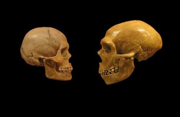 Vergleich der Schädel des modernen Menschen und des Neandertalers aus dem Cleveland Museum of Natural History.