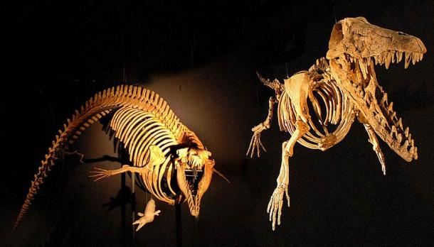 Skelette von Archäozeten (Vorläufer der Wale). Rechts ist Ambulocetus natans („der gehende Wal, der schwimmt“), links Cynthiacetus, ein voll aquatischer Wal mit kleinen Hinterbeinen. Bild aus der Ausstellung „Incroyables Cétacées“ in der Grande Galerie de l'Evolution im Nationalmuseum für Naturgeschichte in Paris, Frankreich