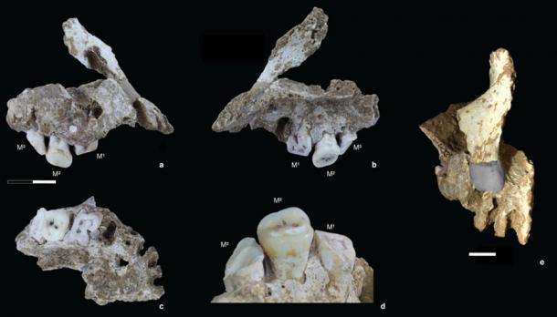 Die Skelettreste eines modernen Menschen (Homo sapiens) aus dem Pleistozän, gefunden auf Sulawesi.