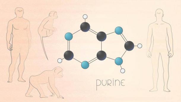 Eine neue Studie hat eine genetische Mutation zutage gefördert, die den modernen Menschen vom Neandertaler unterscheidet.