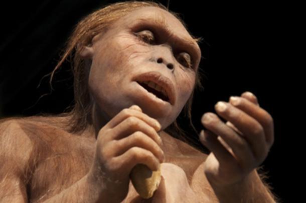 Die neue Studie zeigt, dass der Rückgang der Fruchtbarkeit der Neandertaler möglicherweise mit einem Mangel an Nahrung zusammenhängt.