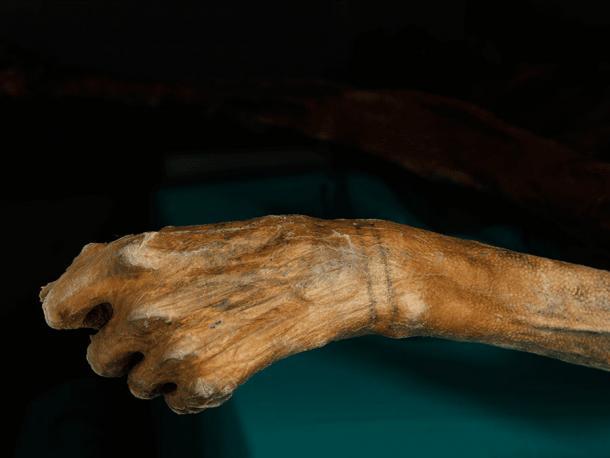 Um das Handgelenk von Ötzi sind zwei tätowierte Bänder zu sehen