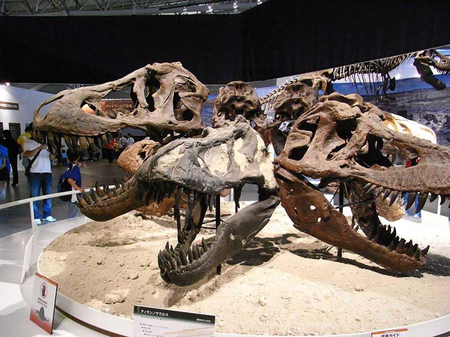 Eine kreisförmige Darstellung von Tyrannosaurus rex Schädeln.