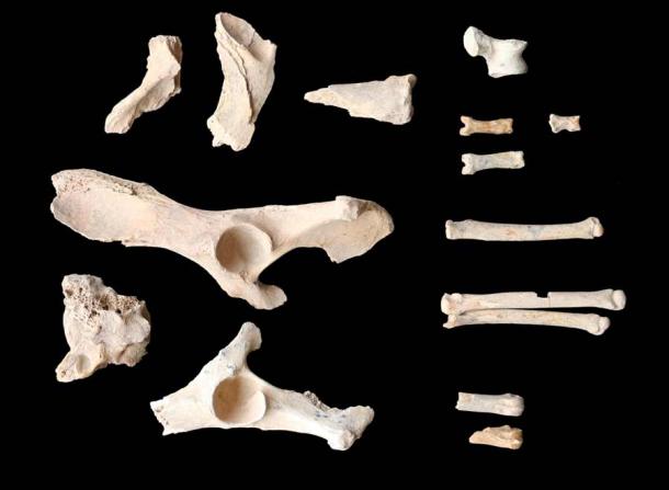 Die Überreste saudi-arabischer Hunde, die an der Grabstätte in Al’Ula, Saudi-Arabien, gefunden wurden, umfassten 26 Fragmente von Hundeknochen sowie die Knochen von 11 Menschen.