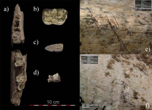 Zu den tierischen Überresten der Fundstätte Navalmaíllo gehören: a) Kiefer eines großen Rinders; b) Nashornmolar; c) Pferdemolar; d) Hyänenmolar; e) Steinwerkzeug-Schneidespuren und f) Schlagspuren für den Zugang zum Mark eines langen Knochens