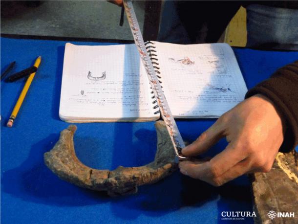 Durch die Untersuchung verschiedener Knochen, die von dem neuen Dinosaurier in Mexiko geborgen wurden, konnten die Forscher feststellen, dass es sich um eine neue Art handelt.