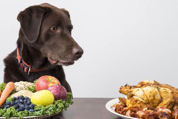 Die British Veterinary Association gab bekannt, dass vegetarische Diäten nicht auf die Bedürfnisse Ihres Haustieres abgestimmt sind.