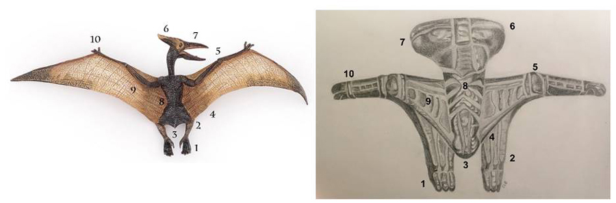 Vergleich von stilisiertem Pterodactyl aus einer Tami-Schale mit einem anatomischen Modell. Künstlerische Darstellung des Motivs Siassi Bowl von Oceanic Arts Australia