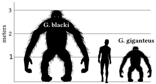 Eine Vergleichsgrafik der Höhe eines 1,80 Meter großen Männchens mit der Gattung Gigantopithecus. Diese Grafik basiert auf Orang-Utan Proportionen in einer zweibeinigen Haltung. Es ist sehr wahrscheinlich, dass Gigantopithecus die meiste Zeit auf allen Vieren verbracht hätte.
