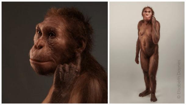 Das weibliche Australopithecus-sediba-Skelett erhielt den Namen „Issa“, was auf Suaheli „Beschützer“ bedeutet.