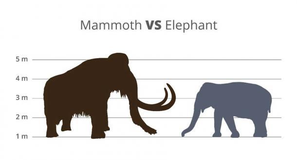 Der Wollhaarmammut-Hybrid wird durch Bearbeitung der DNA des asiatischen Elefanten „gebaut“.