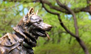 Die berühmtesten Hunde der Geschichte und ihre Geschichten.