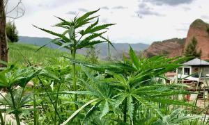 Cannabis-Domestizierung begann im neolithischen China