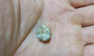 Erste physische Beweise für Denisovaner in Südostasien!