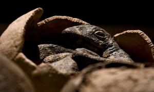 Vollständiger Dinosaurier-Embryo in versteinertem Ei gefunden