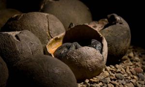 Chinese Junge findet durch Zufall 66 Millionen Jahre alte Dinosauriereier