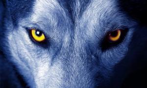 Fenrir, ein Wolf von bemerkenswerter Größe und Kraft